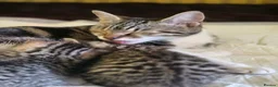 Mixed Breed cats for sale: Kittens ready in 4-5 weeks, 3 girls, 1 boy - Advert 13