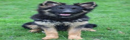 German Shepherd dogs for sale: Lovely gsd female top pick - Advert 9