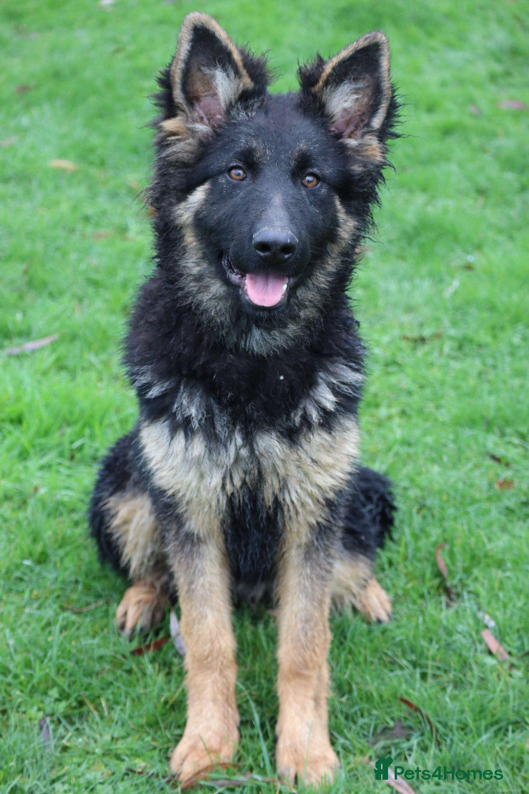German Shepherd dogs for sale: Lovely gsd female top pick - Advert 9