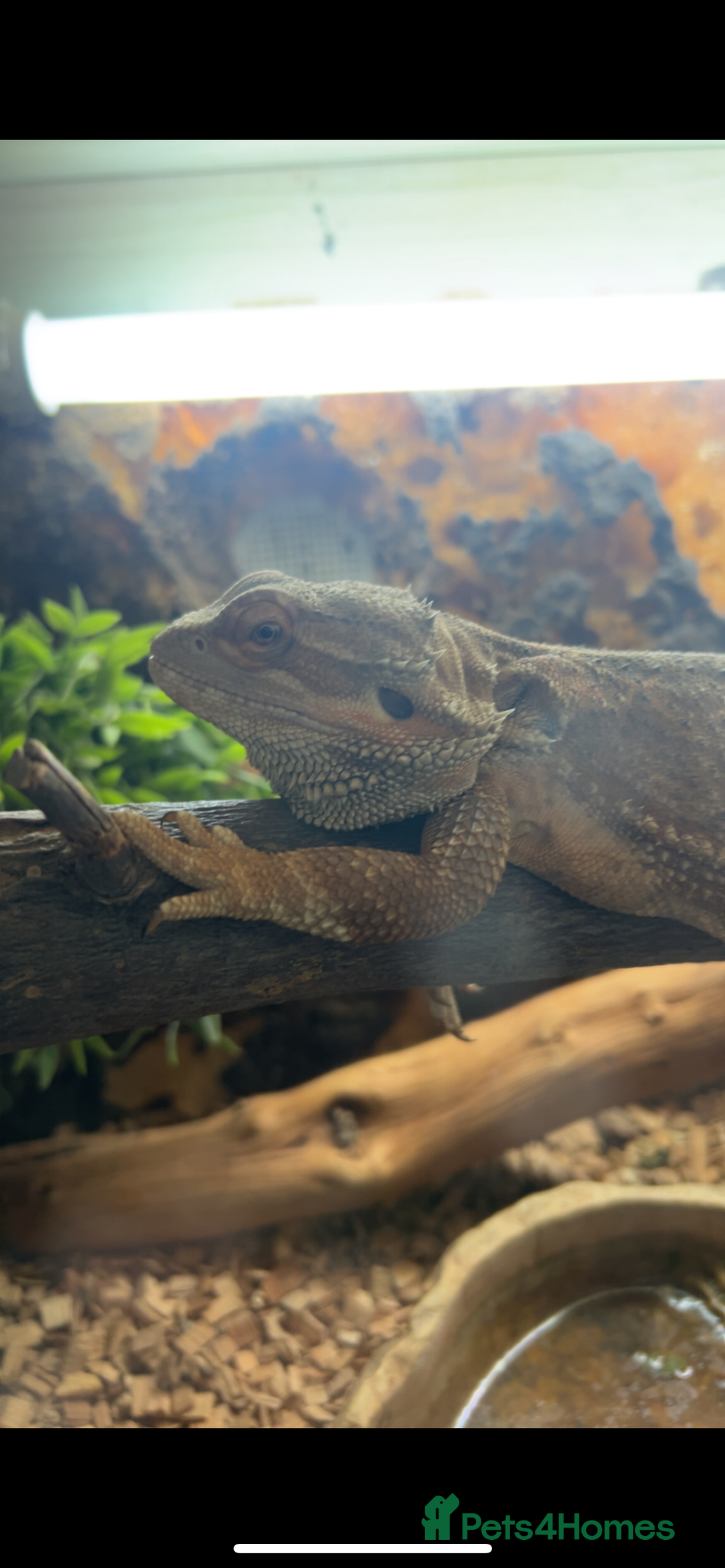 Bearded Dragon reptiles for sale: Lovely male bearded dragon, with full set up  - Image 2