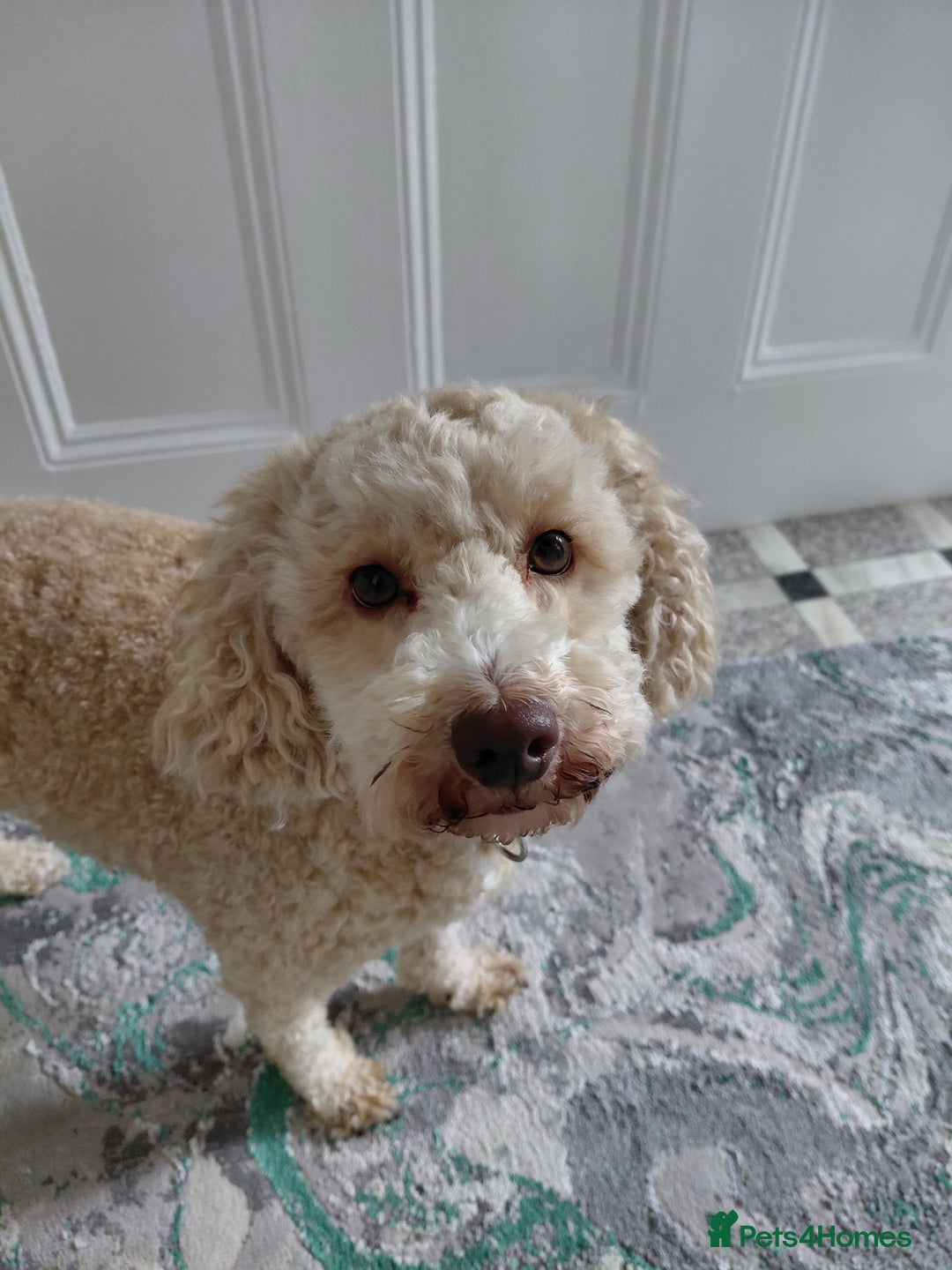 Maltipoo dogs for sale: F1 tiny adorable maltipoo  - Image 2