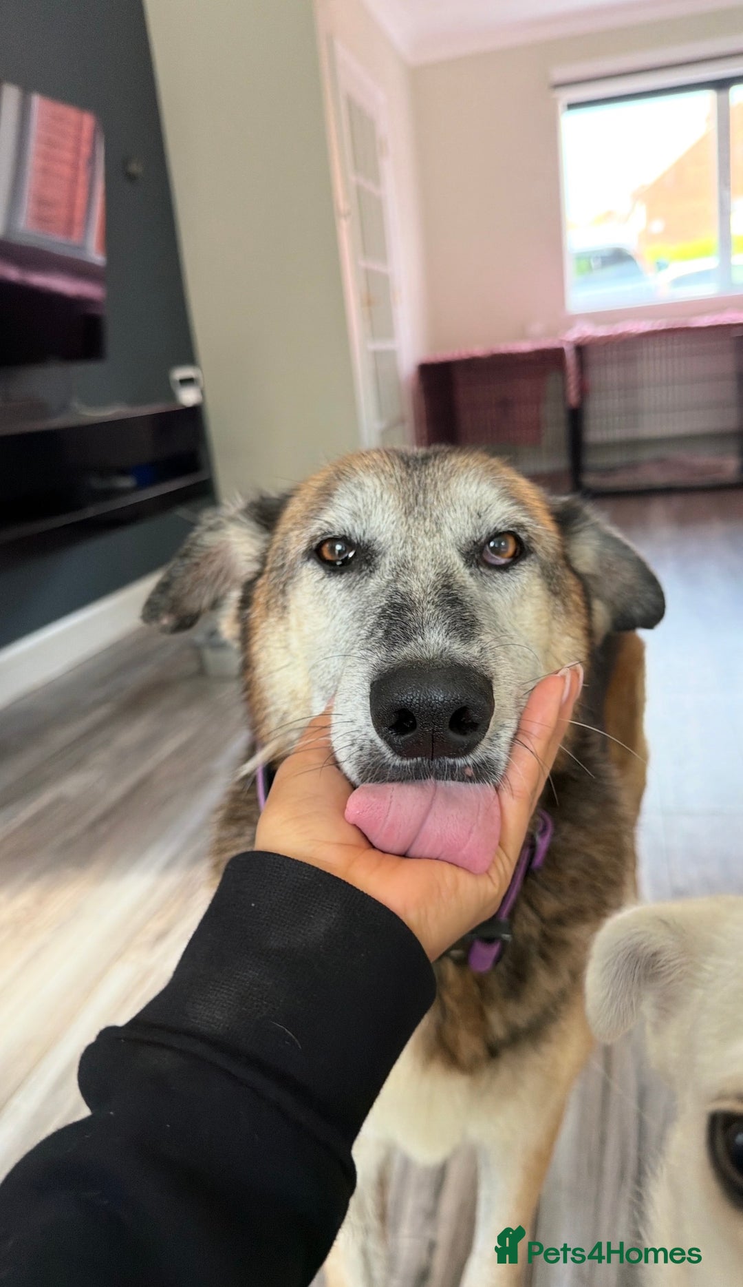Mixed Breed dogs for adoption: Playful Kaya is Waiting for Her Forever Home! ❤️ - Image 1