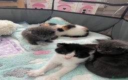 Domestic Shorthair cats for sale: Four kittens, 4 weeks old - Image 11