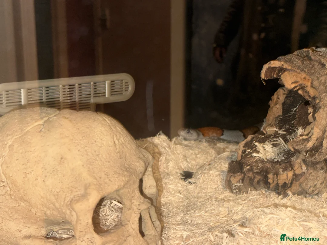 Corn Snake reptiles for sale: Corn Snake in Glasgow  in Glasgow - Advert 7