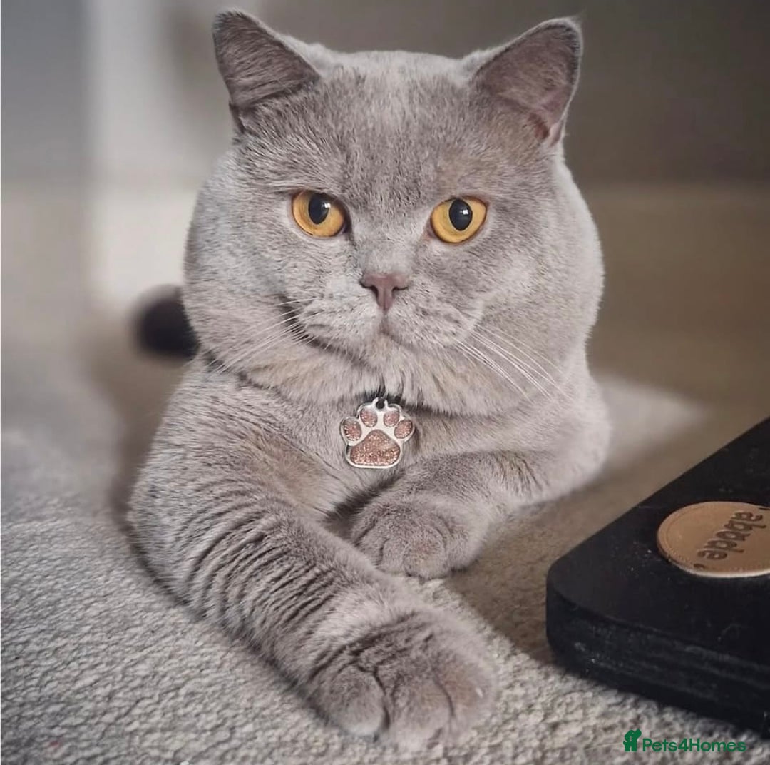 British Shorthair cats for sale: Lilac British Shorthair Kitten - Image 7