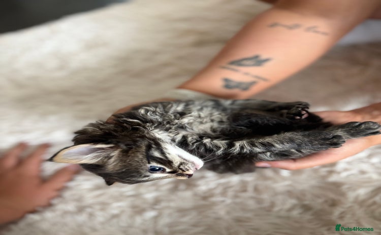 Maine Coon cats - Advert 16