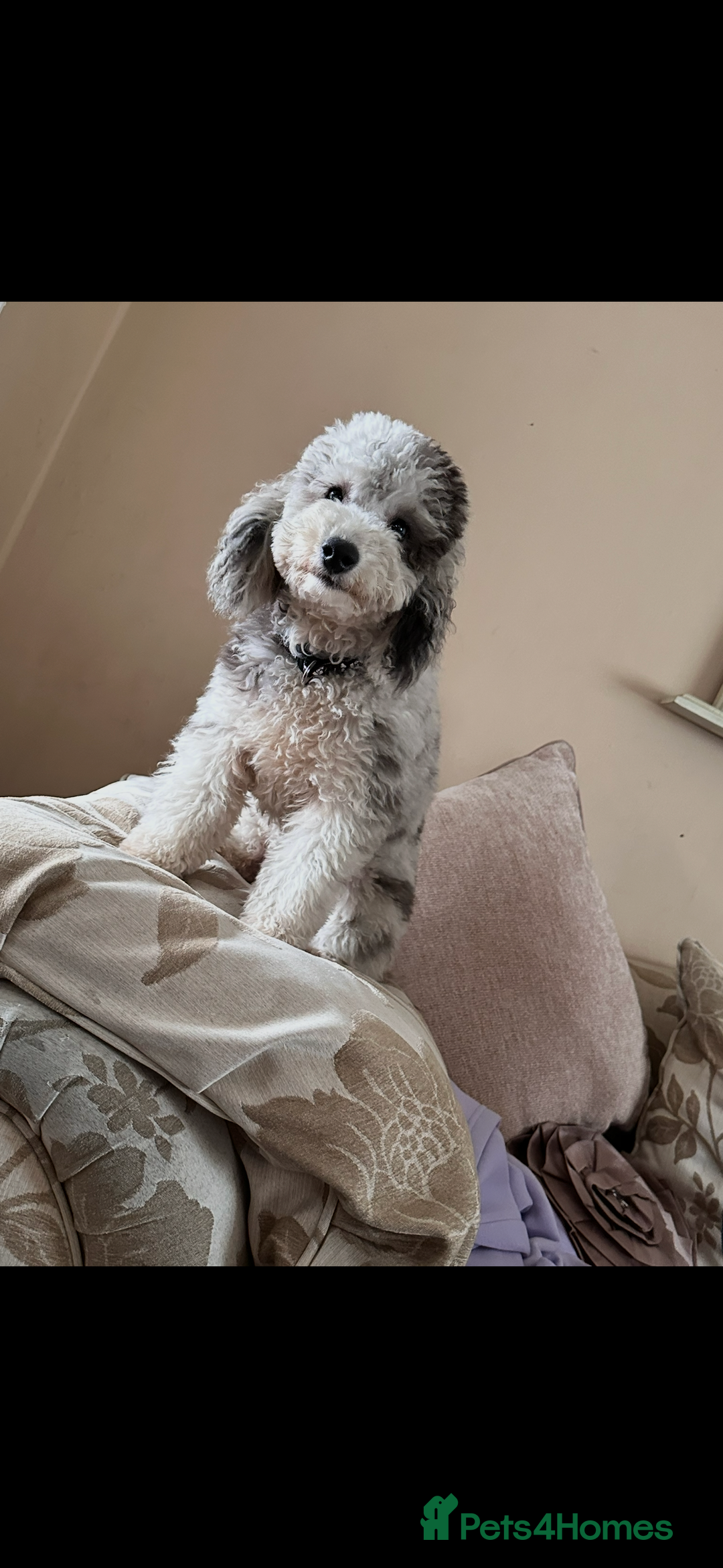 Maltipoo dogs for sale: Toy Maltipoos puppy girl available to collect now  - Image 6
