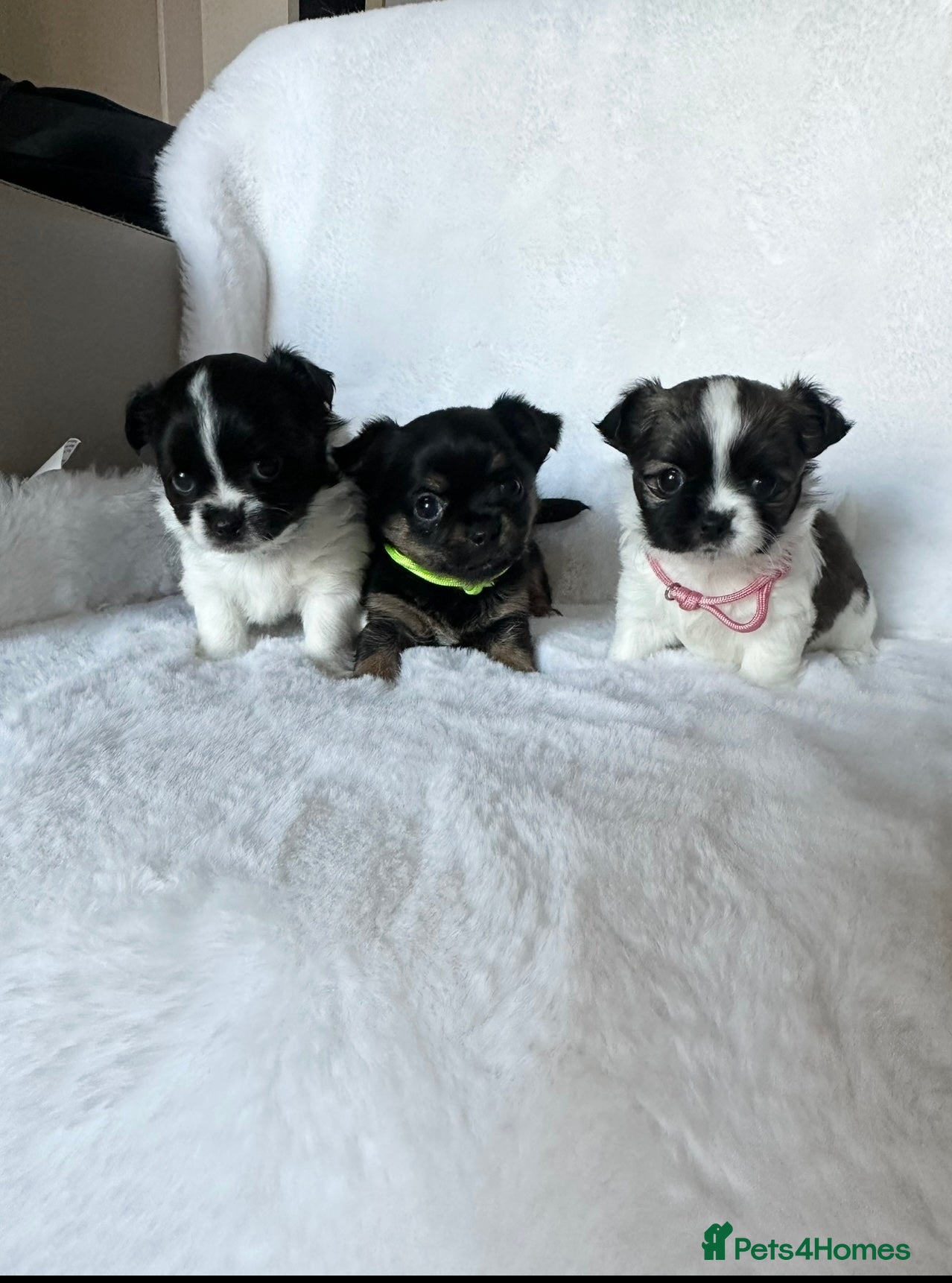 Mixed Breed dogs Jack Russell x Chihuahua  Ready now - Advert 16