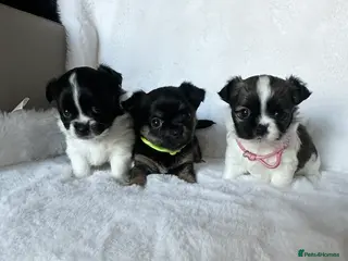 Mixed Breed dogs Jack Russell x Chihuahua Ready now - Advert 18