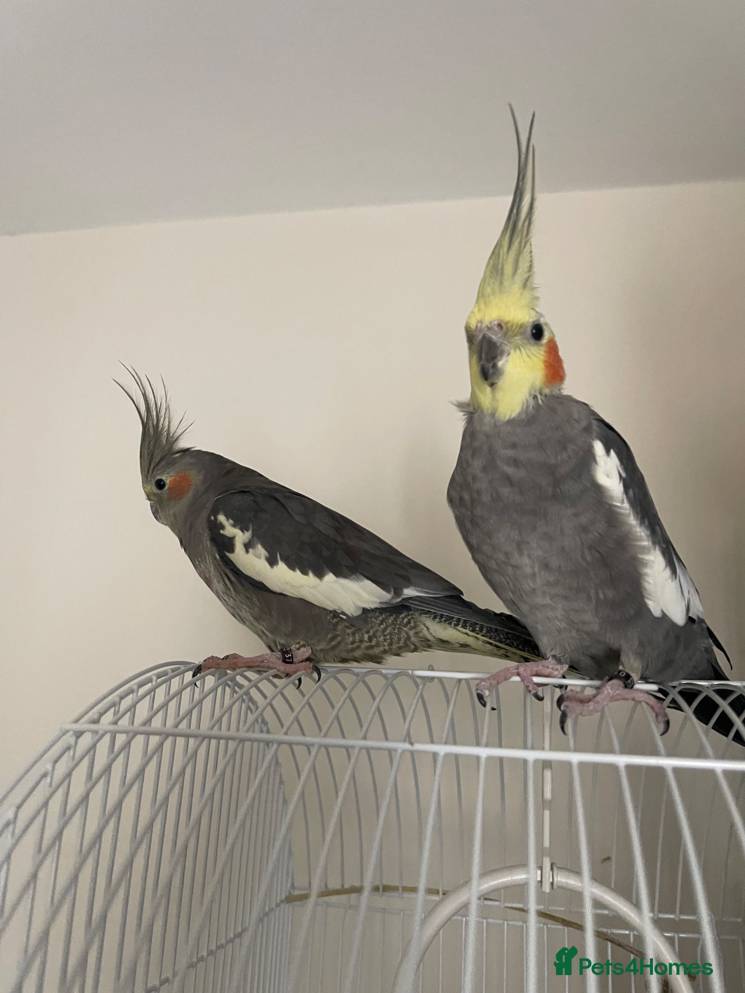 Cockatiels birds Cockatiel pair for sale  - Advert 3