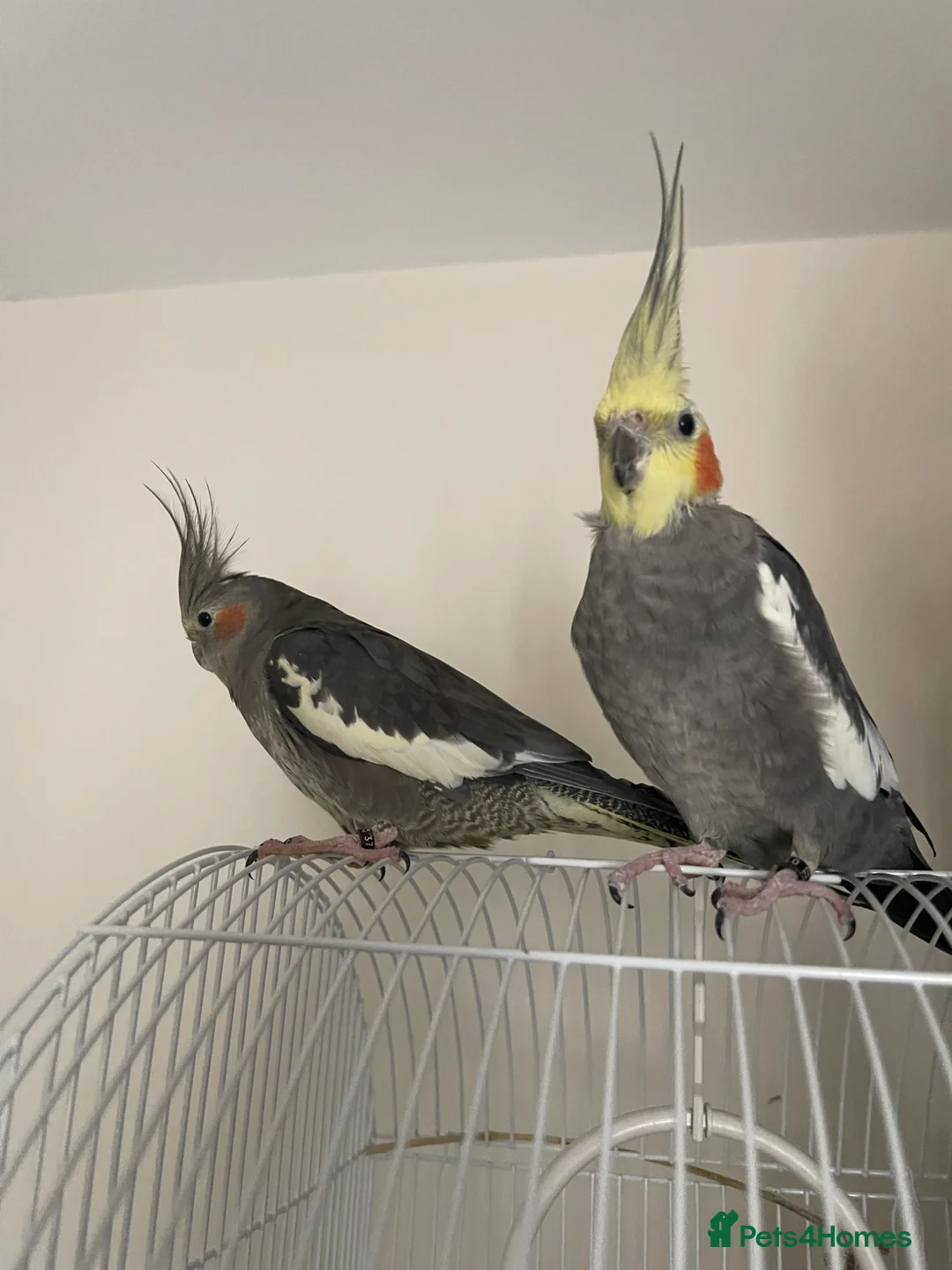 Cockatiels birds for sale: Cockatiel pair for sale  in Cambridge - Advert 1