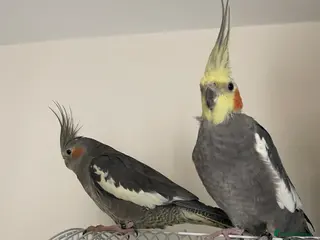 Cockatiels birds Cockatiel pair for sale - Advert 1
