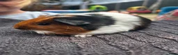 Guinea Pig rodents for sale: 3 male guinea pigs  - Advert 4