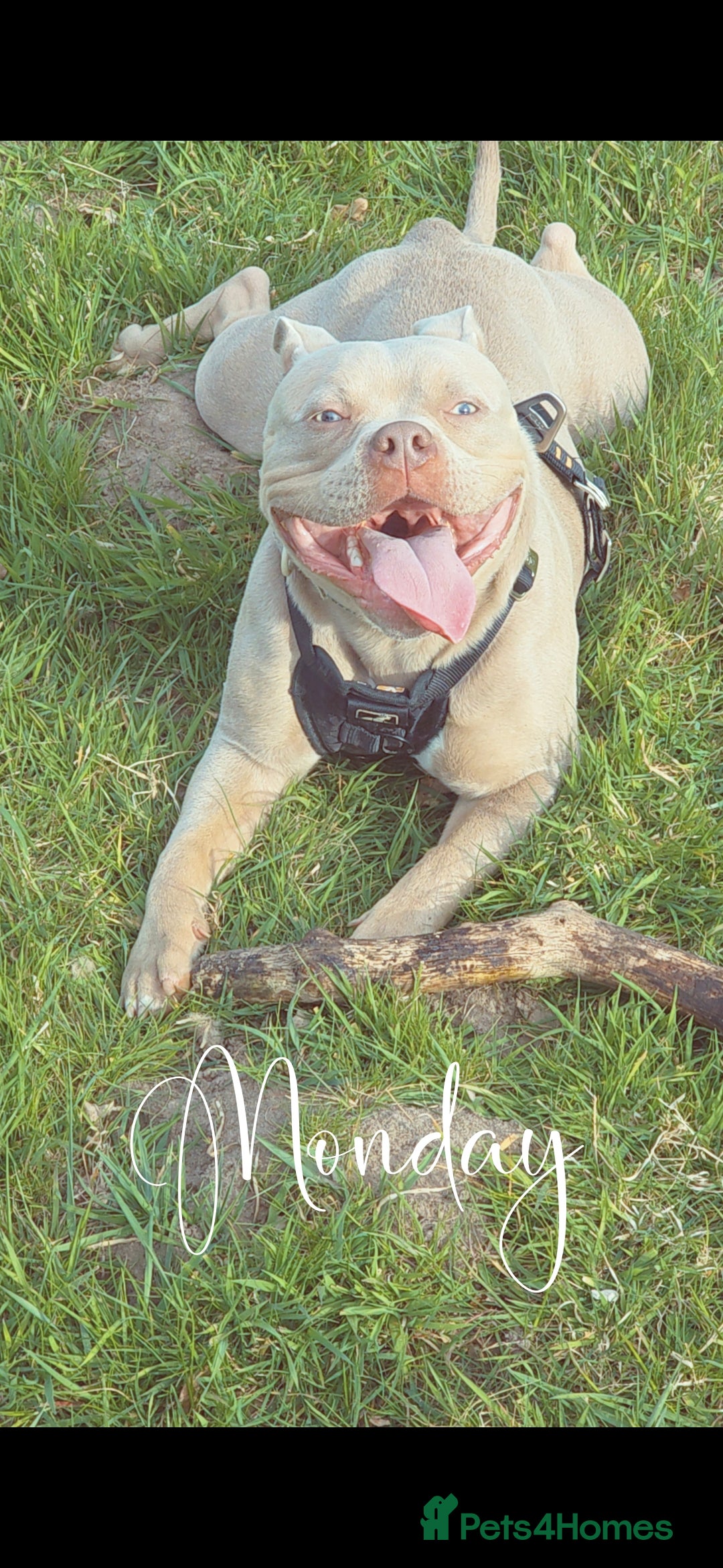 American Bully dogs for sale: Male pocket bully for rehoming - Advert 4