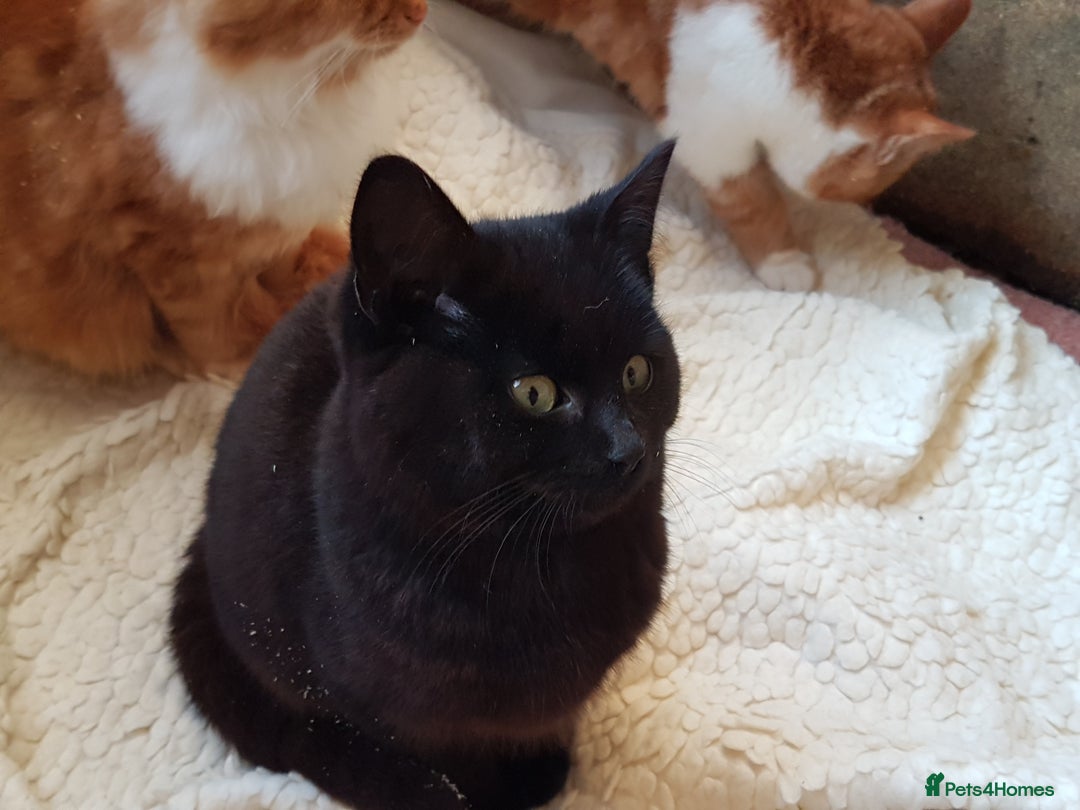 Mixed Breed cats for sale: GORGEOUS KITTENS INCL FEMALE ORANGE TABBY - Advert 16