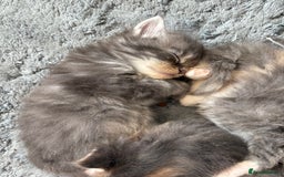 Maine Coon cats for sale: 3/4 maine coon kittens - Image 17