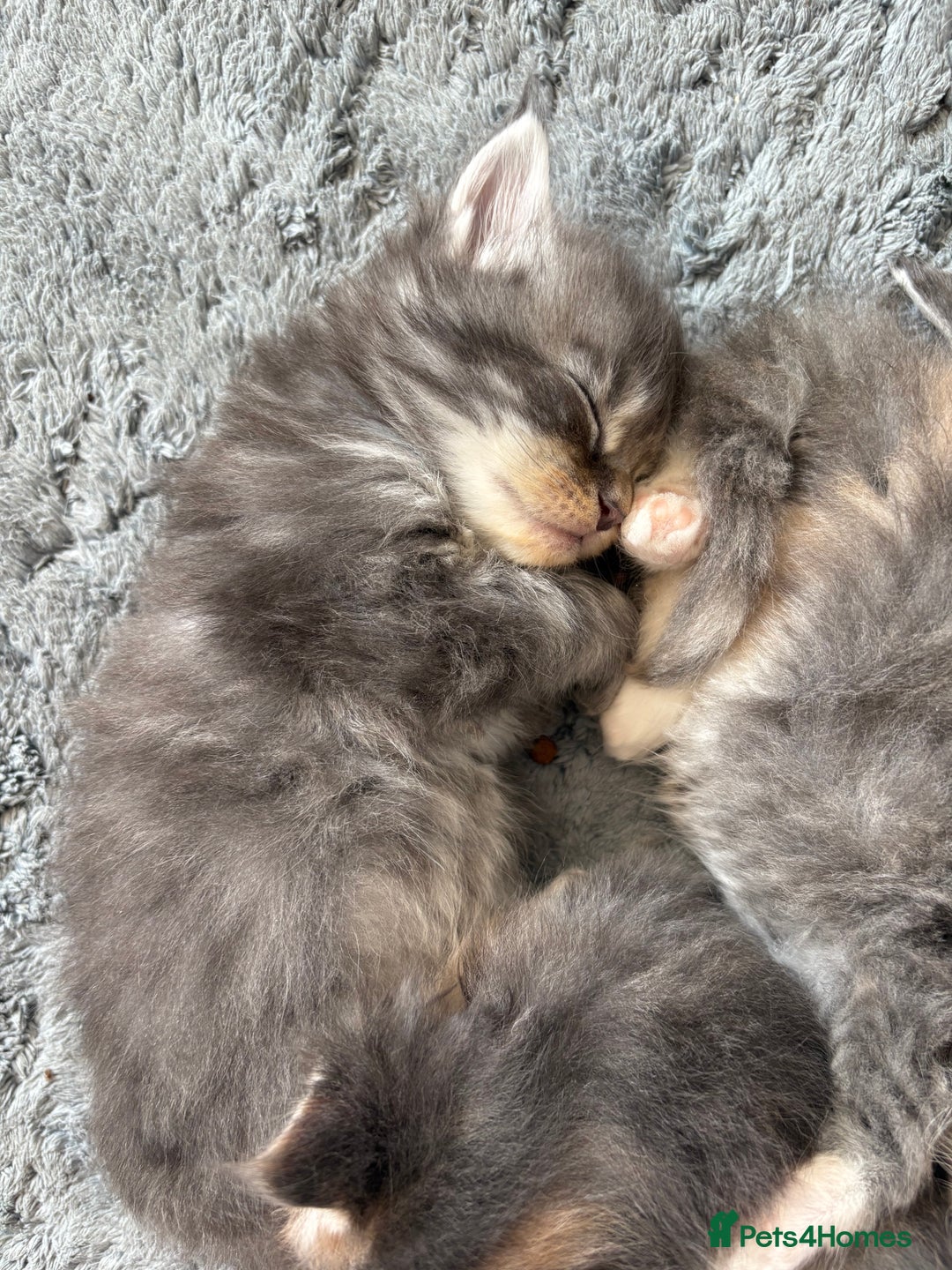 Maine Coon cats for sale: 3/4 maine coon kittens - Image 17