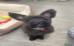 Mixed Breed dogs for sale: Rehoming male and female - Image 10