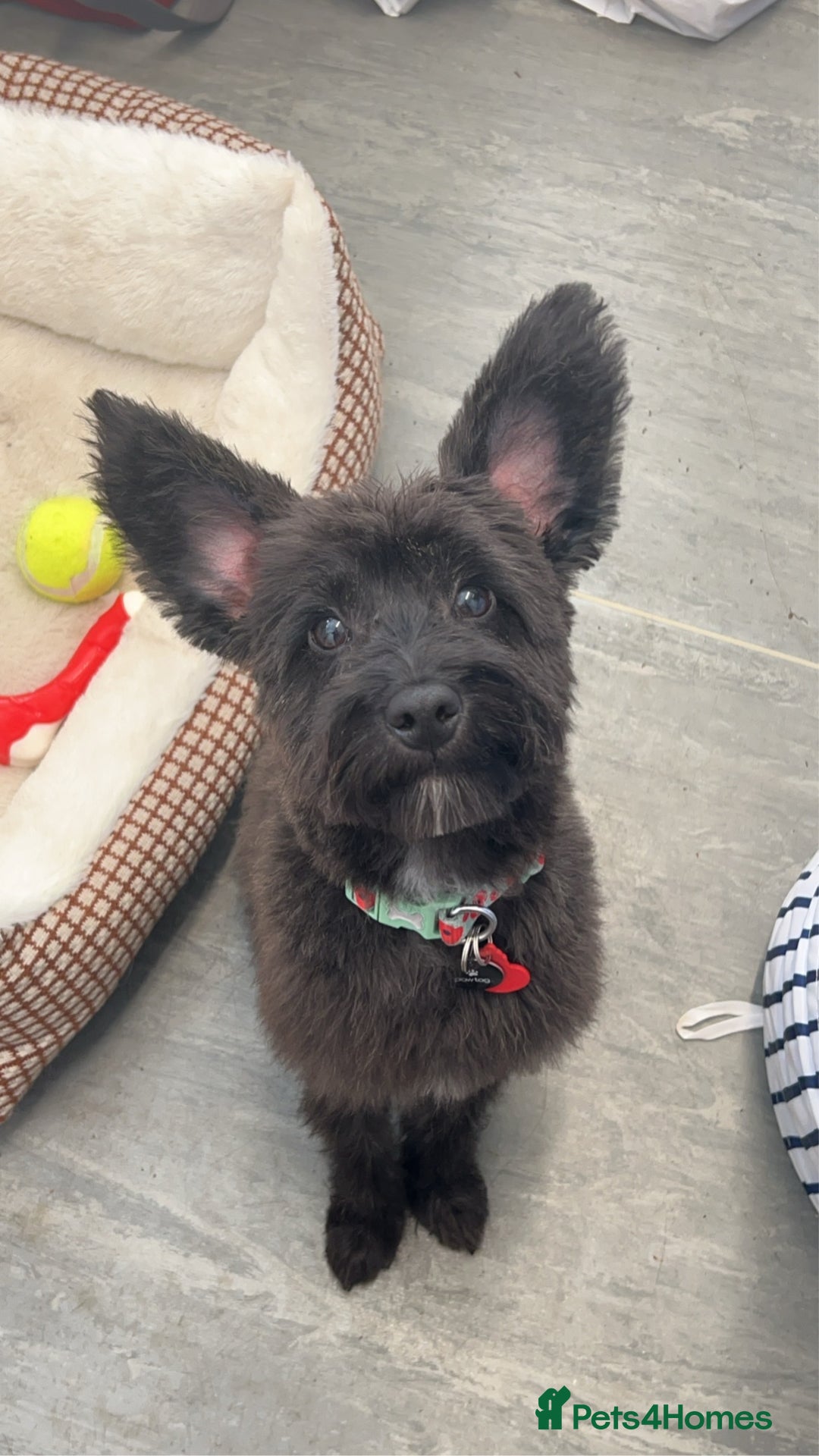 Mixed Breed dogs for sale: Rehoming male and female - Image 10