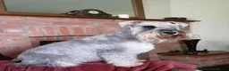 Miniature Schnauzer dogs for sale: Outstanding Miniature Schnauzer puppies - Advert 14