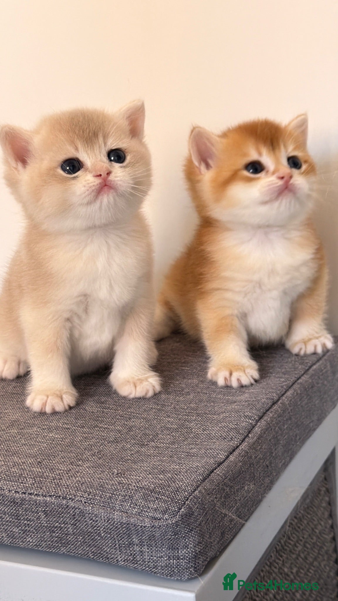 British Shorthair cats BSH Golden kittens Ecx show quality, Tica reg  - Advert 1