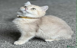 British Shorthair cats for sale: BSH TICA Girls for sale - Image 8