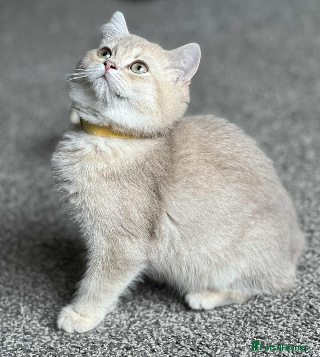 British Shorthair cats for sale: BSH TICA Girls for sale - Image 8