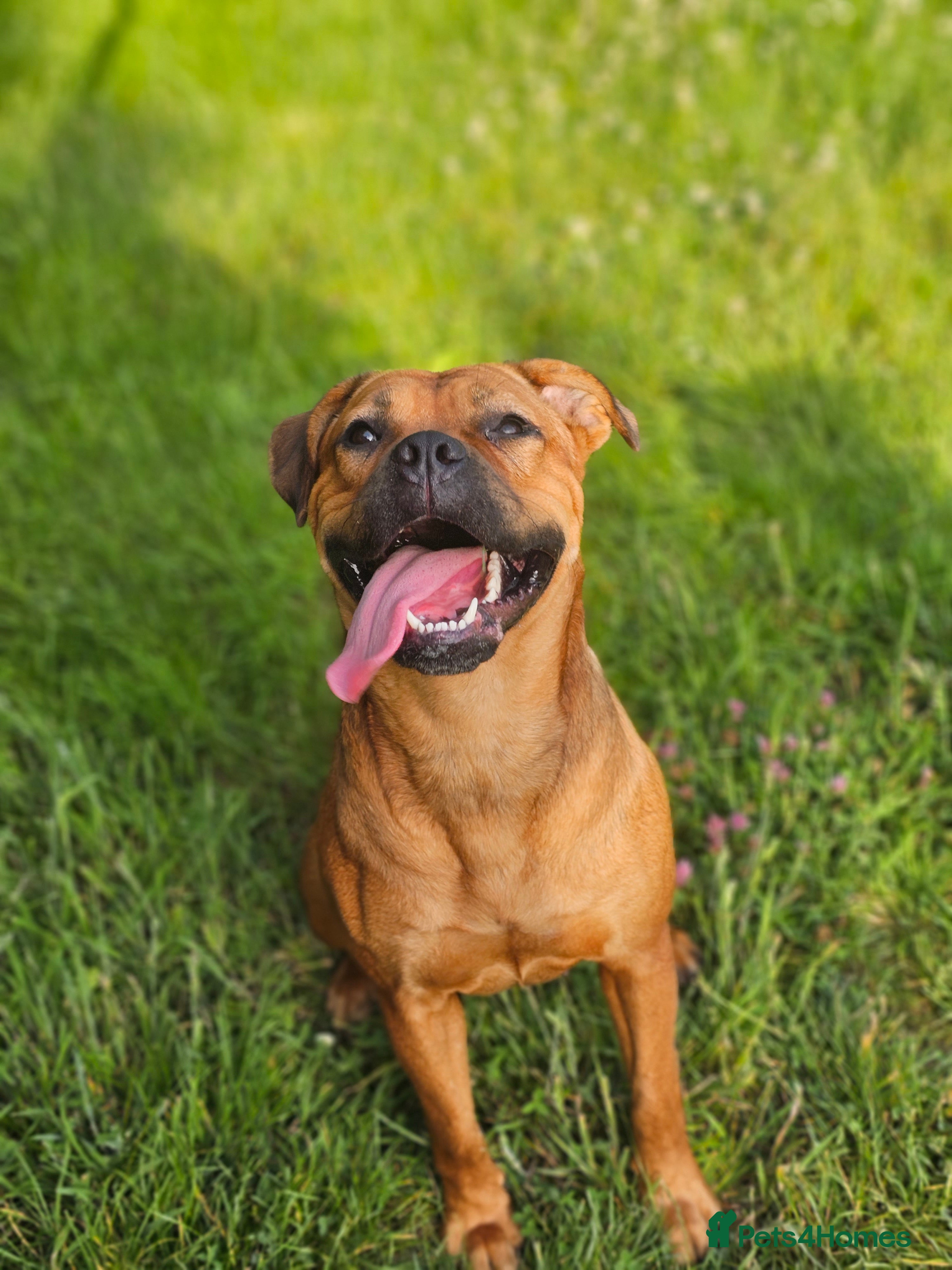 Mixed Breed dogs Dogue de bordeaux x cane corso - Advert 5