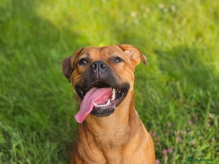 Mixed Breed dogs - Advert 16
