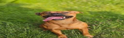 Mixed Breed dogs for sale: Dogue de bordeaux x cane corso in Gatwick - Advert 1