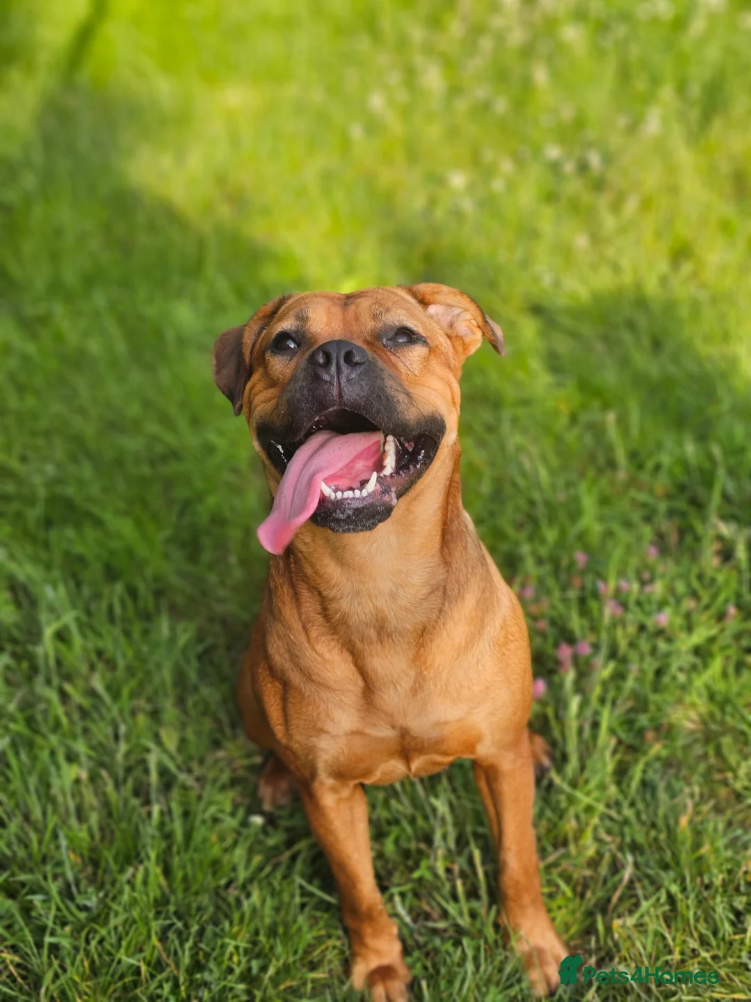 Mixed Breed dogs for sale: Dogue de bordeaux x cane corso in Gatwick - Advert 1