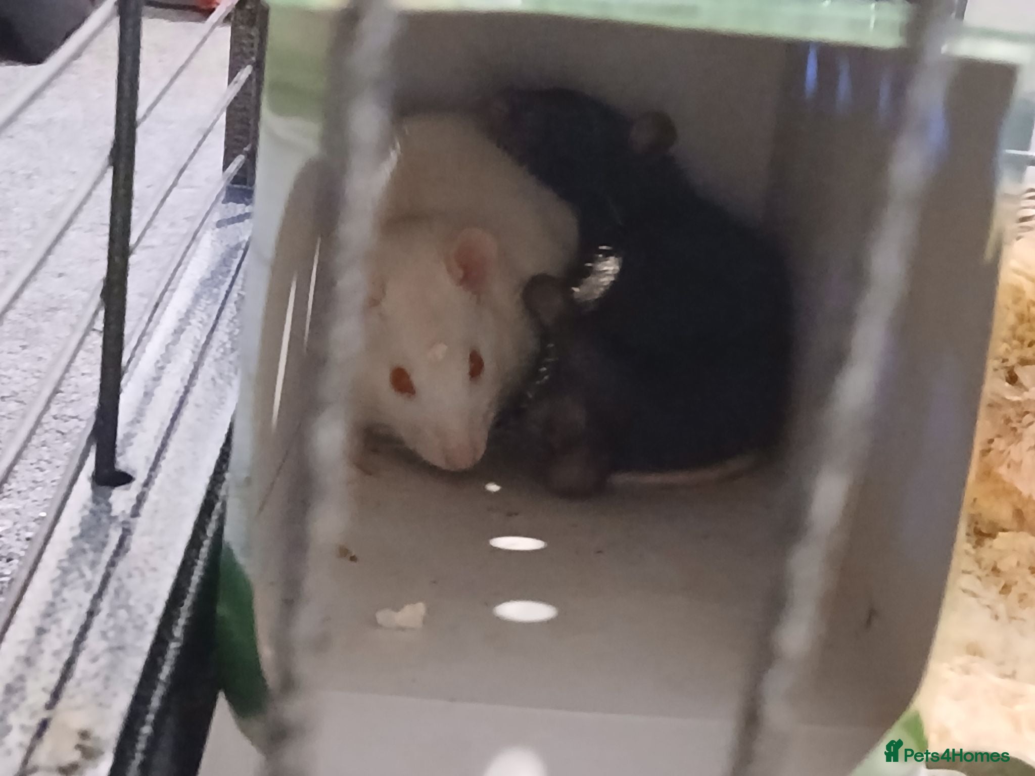 Rat rodents fancy rat pair - Advert 1