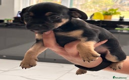 Jug dogs for sale: Beautiful jug puppies for sale  - Image 4