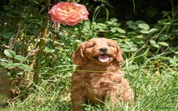 Mini Goldendoodle dogs for sale: Amazing GOLDENDOODLES  - Image 16