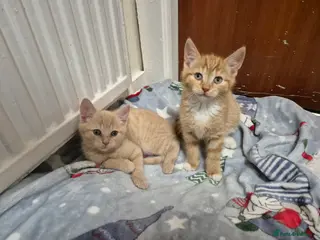 Mixed Breed cats Mixed breed kittens - Advert 16