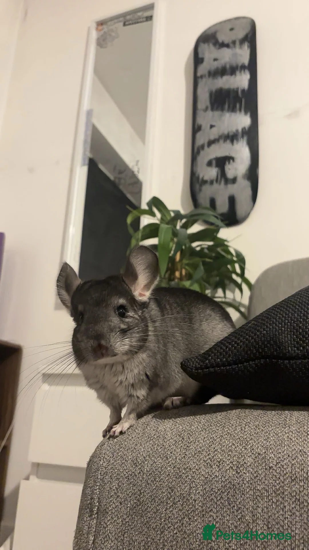 Chinchilla rodents for sale: Female chinchilla year old  in Swanscombe - Advert 2