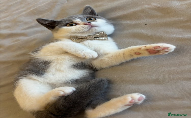 British Shorthair cats - Advert 8