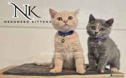 British Shorthair cats for sale: ❗️❗️2 LEFT❗️❗️CHUNKY ADORABLE FLUFF BALLS in Ilkeston - Image 21