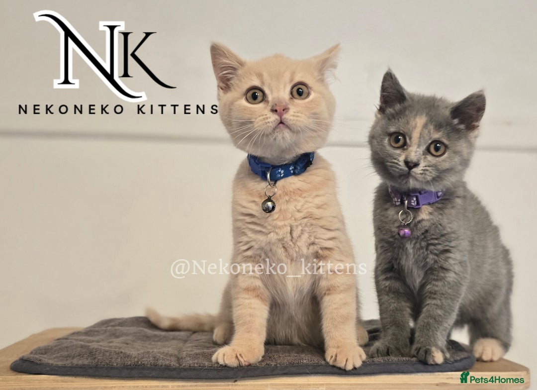 British Shorthair cats for sale: ❗️❗️2 LEFT❗️❗️CHUNKY ADORABLE FLUFF BALLS in Ilkeston - Image 21
