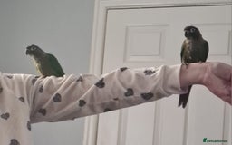 Conures birds for sale: Green Cheek Conure  - Image 2