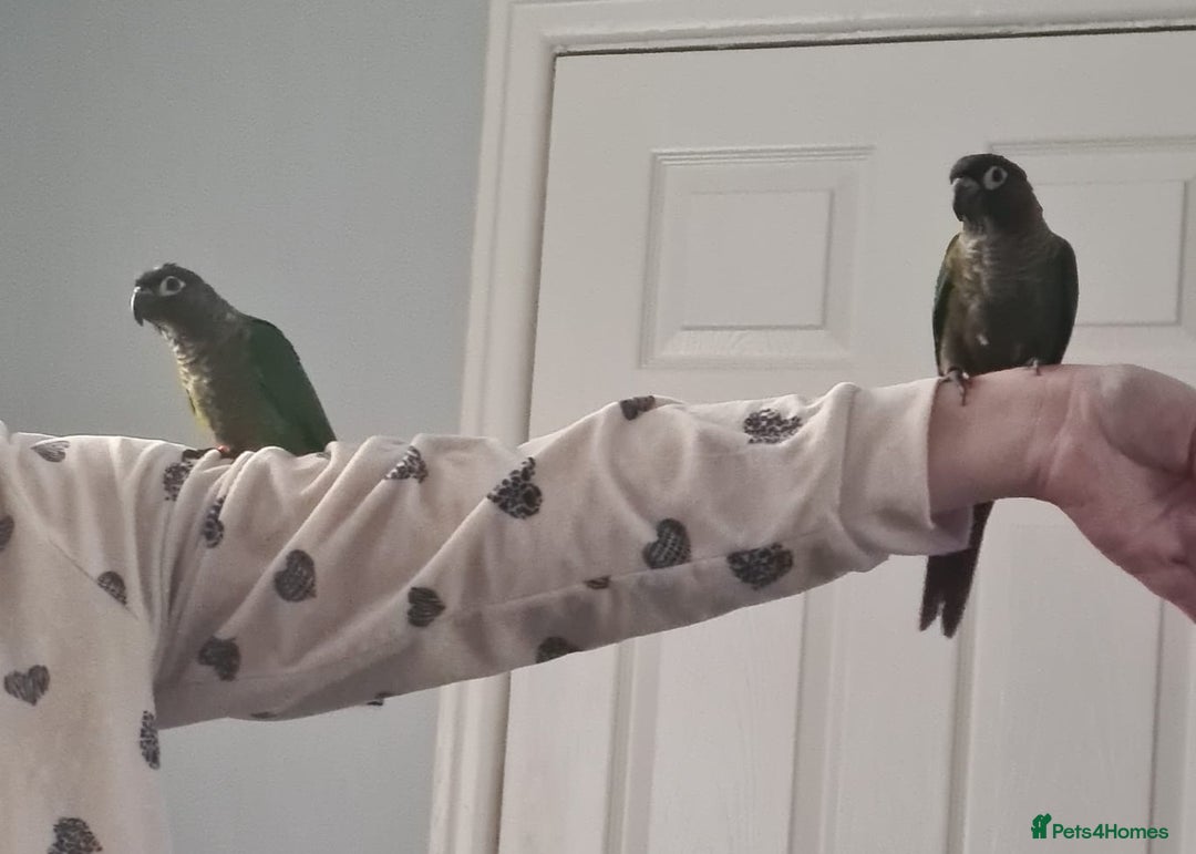 Conures birds for sale: Green Cheek Conure  - Image 2
