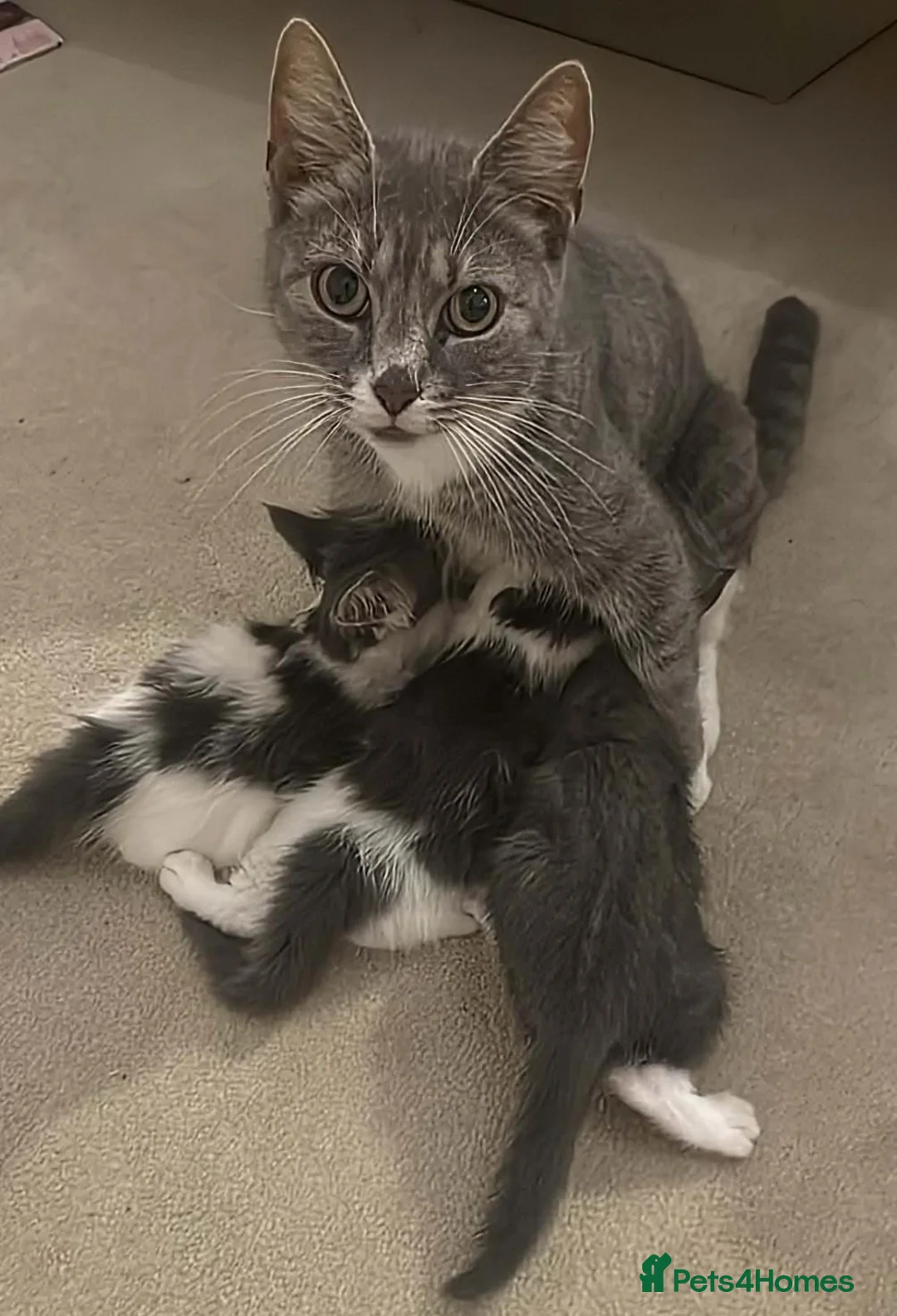 Mixed Breed cats for sale: Magical litter of 3 gorgeous and loving kittens - Advert 21