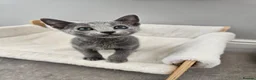 Russian Blue cats for sale: GCCF REGISTERED RUSSIAN BLUE KITTENS  - Advert 17