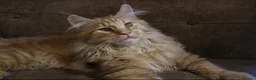 Maine Coon cats for sale: TICA Registered Maine Coon Kittens  - Advert 5