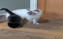 Ragdoll cats for sale: Ragdoll X ready to go! - Image 20