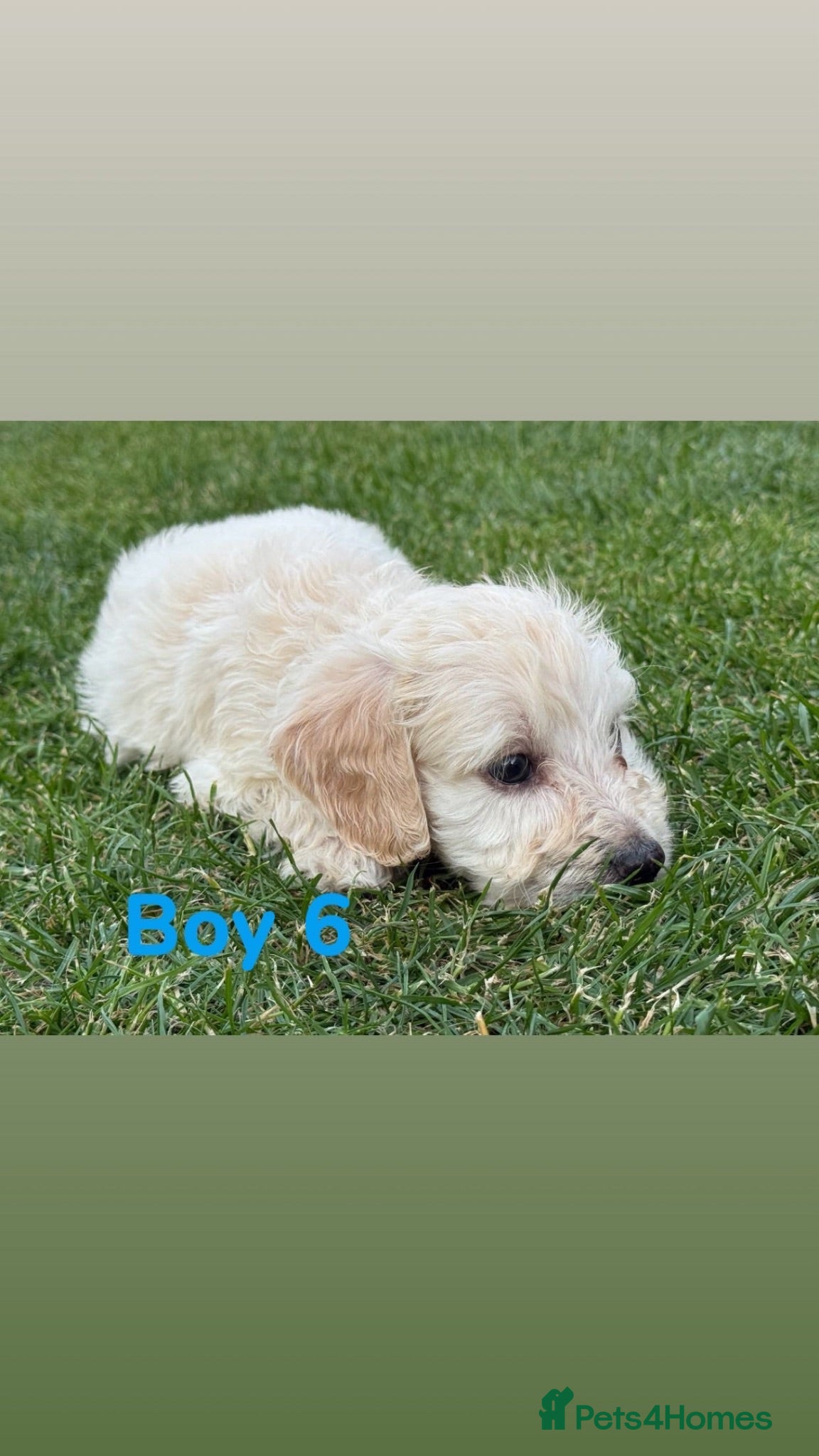 Mini Goldendoodle dogs  Beautiful Miniature golden puppies puppies ready - Advert 1