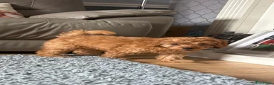 Cavapoo 6
