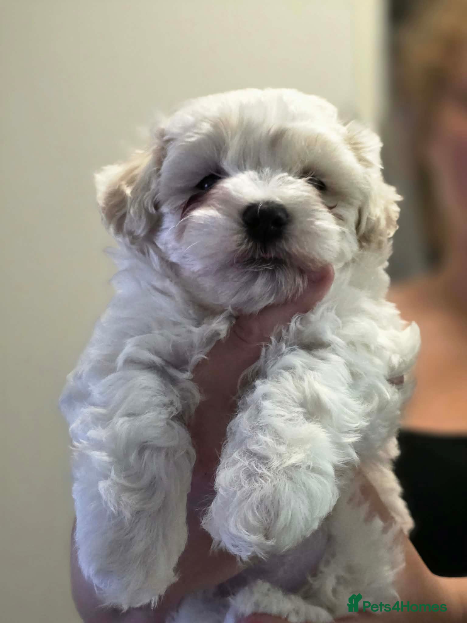 Maltese dogs for sale: Maltese dog for sale - Advert 4
