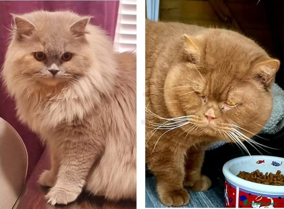 British Shorthair cats for sale: GCCF British Shorthair Kittens Champion Bloodline  - Image 25