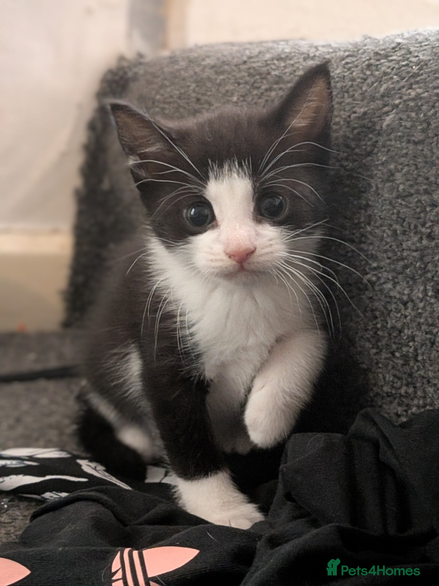 Mixed Breed cats Beautiful tuxedo girl - Advert 5